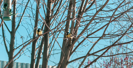 Birds of the species Great tit (or Parus major, highway, Zenciver, grasshopper, yellow blindfly, titmouse)  on mountain ash branches in winter in clear weather. Selective focus.