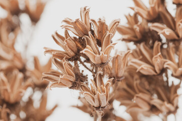 Brown bell shape dry flowers branch vintage effect on light background macro