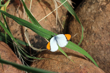 butterfly on a leave during a summer day