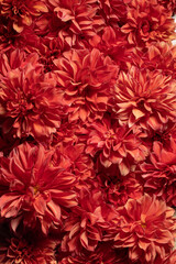 Dark red chrysanthemums, autumn flowers. Macro photography. Floral background. Gift card, blooming pattern. Blooming, natural wallpaper. Autumn season. Top view. The concept of gardening.