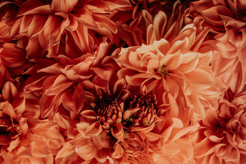 Dark red chrysanthemums, autumn flowers. Macro photography. Floral background. Gift card, blooming pattern. Blooming, natural wallpaper. Autumn season. Top view. The concept of gardening.