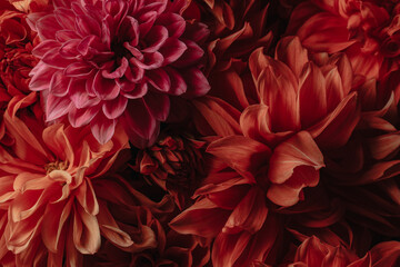 Dark red chrysanthemums, autumn flowers. Macro photography. Floral background. Gift card, blooming pattern. Blooming, natural wallpaper. Autumn season. Top view. The concept of gardening.