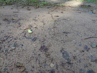 Several ants following an ant pathway on the ground - 蟻の行列	
