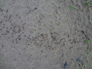 Several ants following an ant pathway on the ground - 蟻の行列	