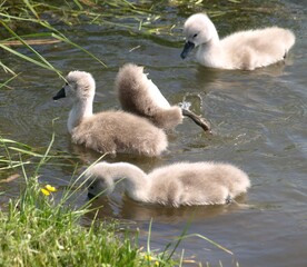 Młode łabędzie