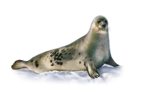 The harp seal (Pagophilus groenlandicus)