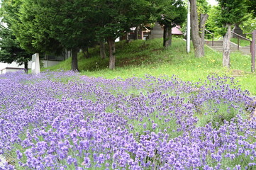 field of flowers lavender