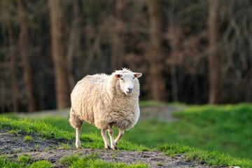 A white sheep walks calmly up a hill. The ewe seen from the side. Selective focus, trees in the background