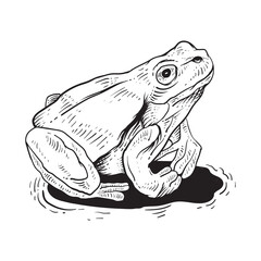 tattoo and t shirt design hand drawn frog black and white line art engraving style