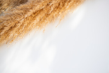 Specially blurred beautiful background of pastel colors, pampas grass on a white table.
