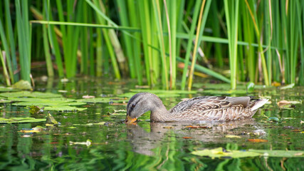 Mallard duck eats on the river on a summer day, close-up. Wild duck on the water.