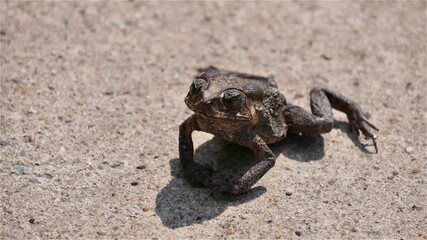 Dried  toad standing dead on a hot and sunny day.