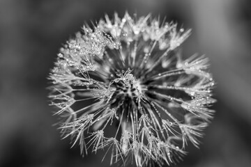 Black and white abstract macro background - a fluffy dandelion with the finest villi covered with tiny drops of water