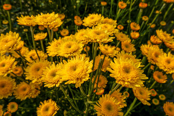 Yellow flower field,Flower field sunflowers.