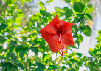 Red hibiscus flower on a green a hibiscus plant with green leaves.