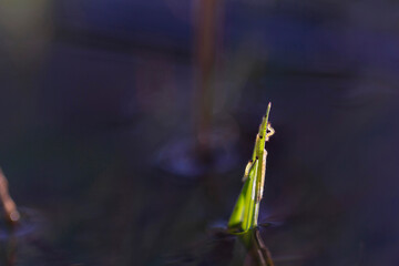 Small green caterpillars with red spots on a green blade of grass in the middle of the reservoir.