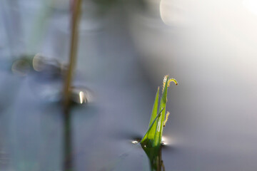 Small green caterpillars with red spots on a green blade of grass in the middle of the reservoir.