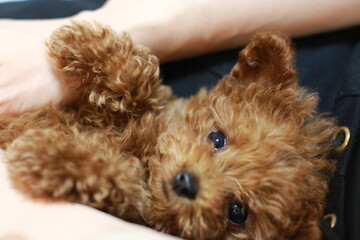眠そうなプードル