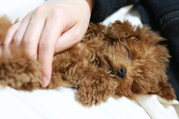眠そうなプードル