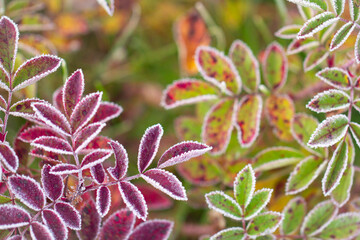 Burgundy and green autumn leaves covered with crystals of frost. The foliage is covered with frost. Rosehip branches covered with frost.