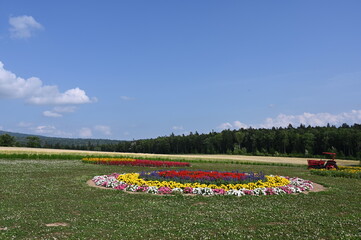 tulip field