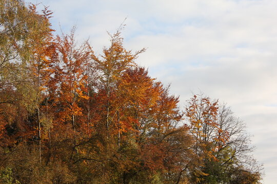 beautiful orange colours in autumn, path with trees, Hallbergmoos, Germany, Europe