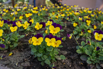 beautiful yellow and purple flower with green leaves garden flower , close up flower