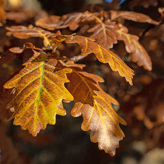Blätter der Stieleiche, Quercus robur, im Herbst