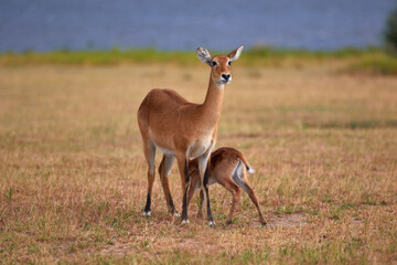 Calf drinking by mother kob in Uganda