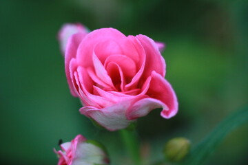 Pink Rose Petal close-up