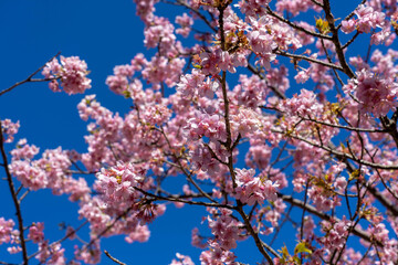 梅園散策_河津桜