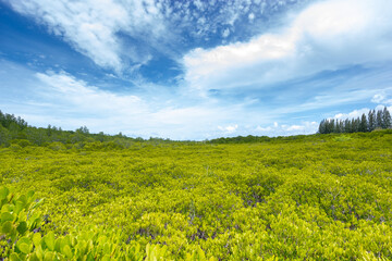 Fototapeta na wymiar field and blue sky , Mangrove field and beautiful sky