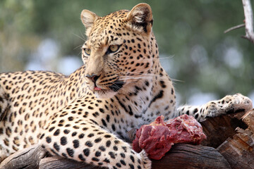 Feeding time for the leopard at Okonjima in Namibia