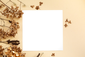 Fototapeta premium Abstract square yellow background with dried chrysanthemum flowers. In the center of the composition is a white sheet 1:1. Warm floral arrangement with dried flowers