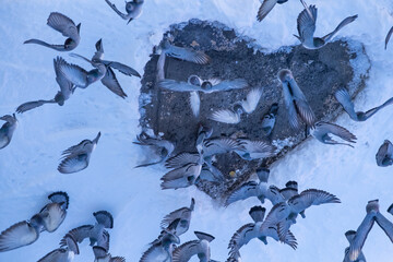 Providing feed for birds and pigeons on cold winter days for goodness, sensitivity and volunteerism