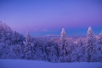 winter forest in the rays of rising sun at mountain covered by snow 
