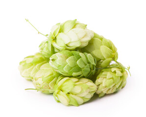 Fresh green hop branch, isolated on a white background. Hop cones for making beer and bread.