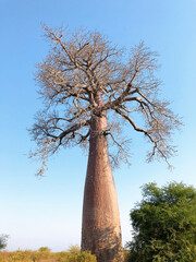 Fototapeta na wymiar The baobab tree shaped like a wine bottle(Madagascar)