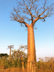 Fototapeta na wymiar The baobab tree and blue sky (Morondava, Madagascar)