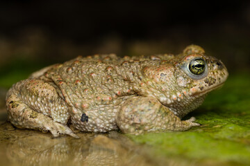 male Natterjack toad (Epidalea calamita)