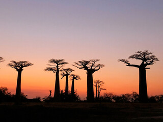 Baobab trees at sunset at the avenue of the baobabs in Morondava　(Madagascar)