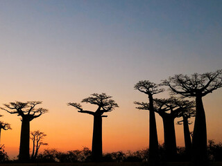 Baobab trees at sunset at the avenue of the baobabs in Morondava　(Madagascar)