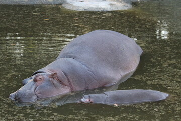 Fototapeta premium HIPPO IS RESTING IN THE POUND