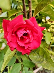 red rose in garden