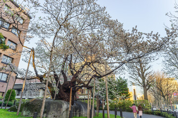 春の石割桜の風景