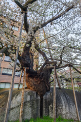 春の石割桜の風景