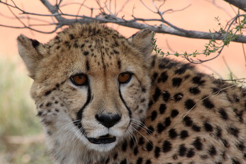 Cheetah closeup on a sunny dat at Okonjima in Namibia