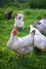 Rooster and Chickens. Free Range Cock and Hens
