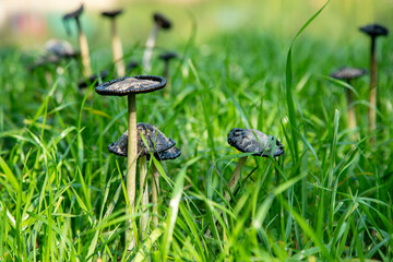 Black toadstools in the grass. Ink Cap Mushroom growing in grass field, morning dew wet green grass background