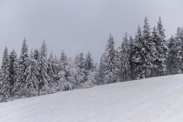 frozzy sunshine in the mountains forest 